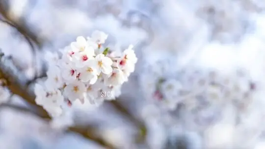 sakura